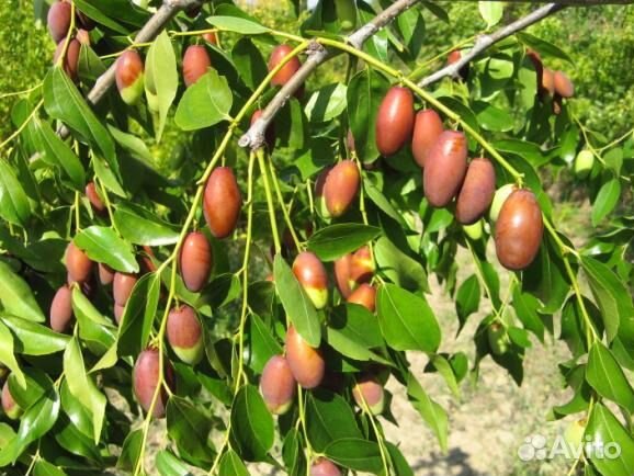 Саженцы Китайского фииника, Унаби