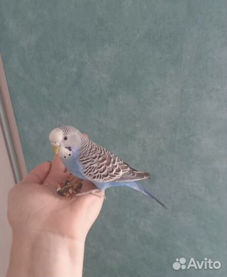 Волнистый попугай