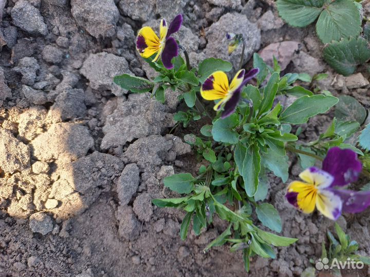 Садовая фиалка