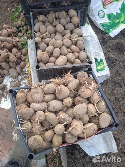 Семенной картофель