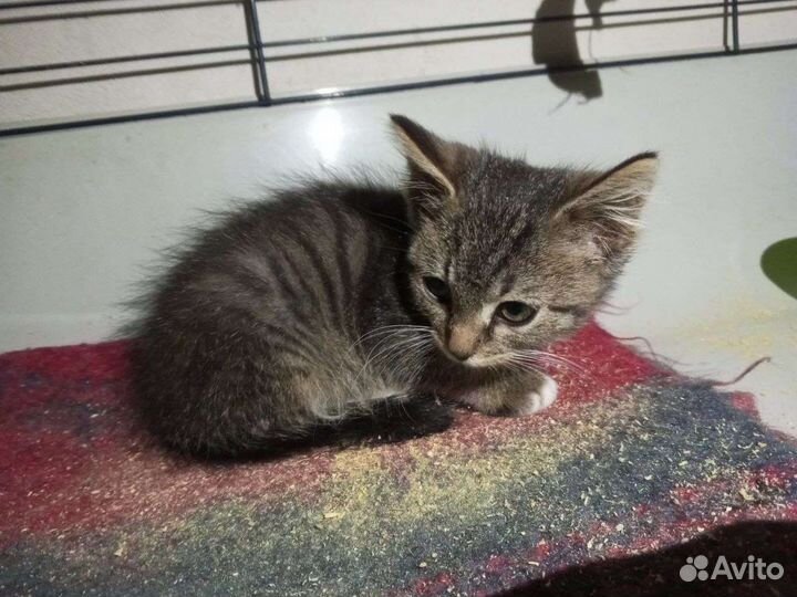 Красивый малыш ищет дом