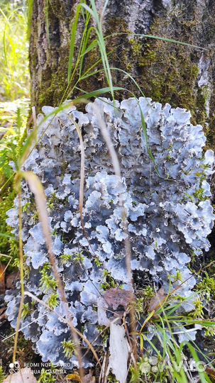 Навоз в мешках