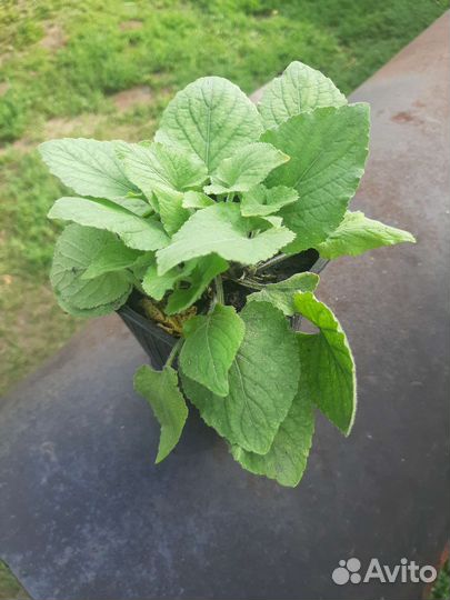 Многолетние садовые цветы