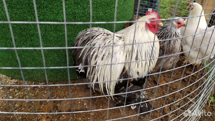 Куры карликовый кохинхин