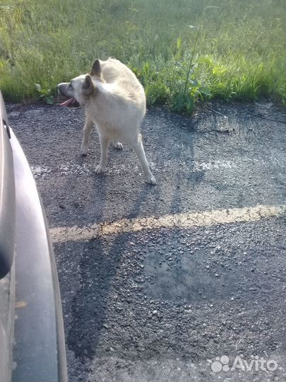 Найдена собака