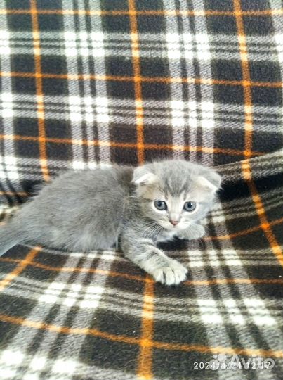 Кошки вислоухие