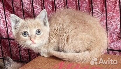 Отдам в добрые руки