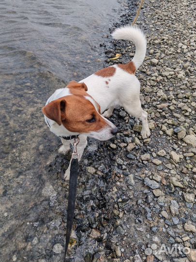 Вязка Джек рассел терьер кобель