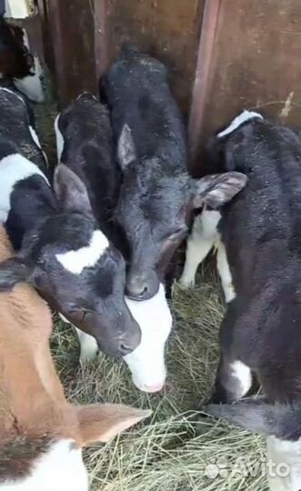 Бычки и тёлочки