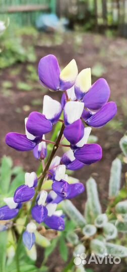 Многолетние цветы