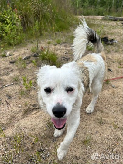 Собака в добрые руки