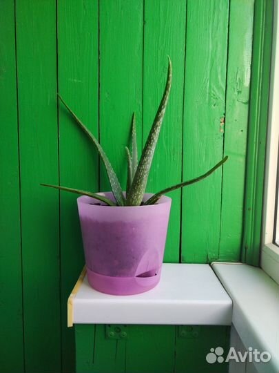 Тот самый алоэ вера 3 шт