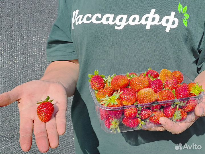 Рассада клубники. Крупная ягода