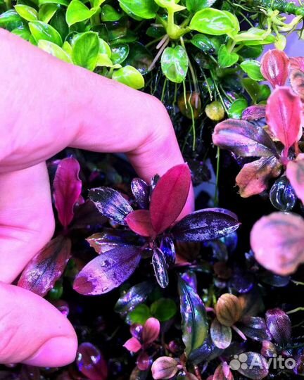 Аквариумные растения(Отправка по всей России)