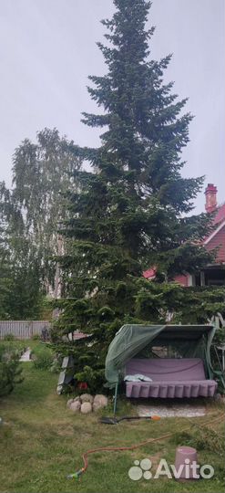 Ель для городского праздника