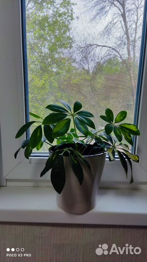 Шефлера вариегатная