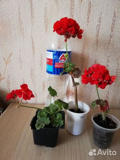 Цветы