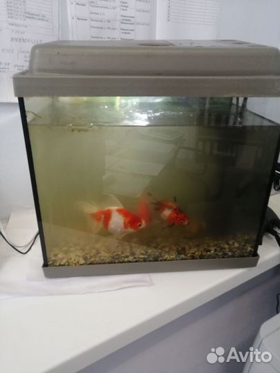 Аквариум
