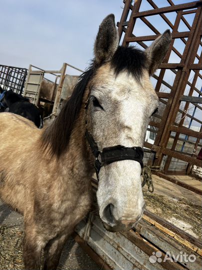 Полукровка