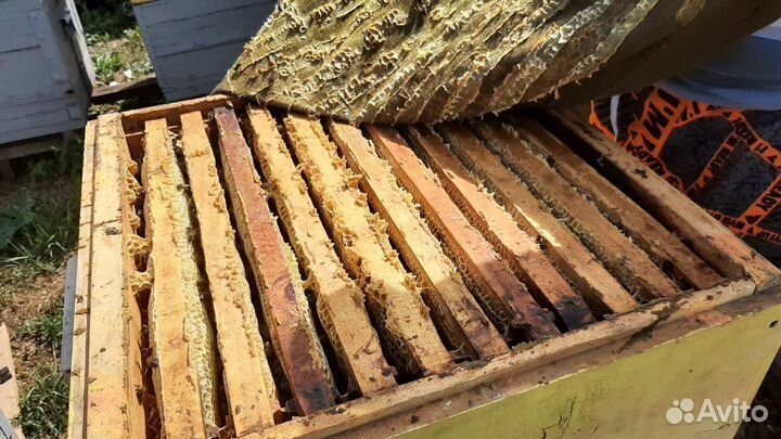 Пчелы и улья