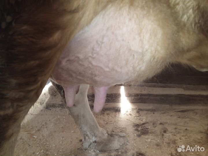 Корова на молоко