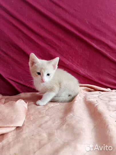 Котик мальчик в добрые руки