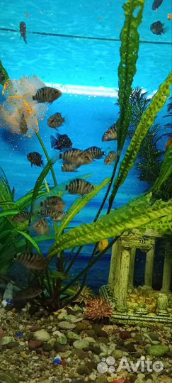 Аквариумные рыбки цихлиды