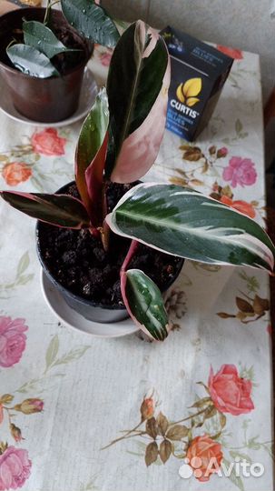 Комнатные растения