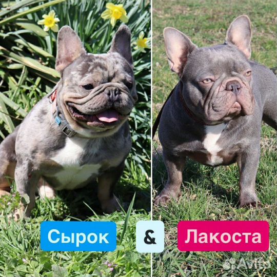 Французский бульдог