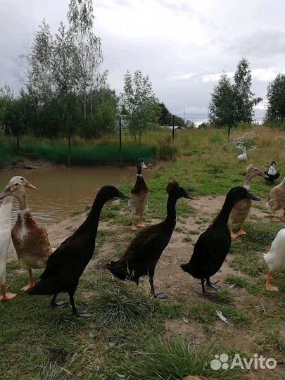 Индийский бегунок