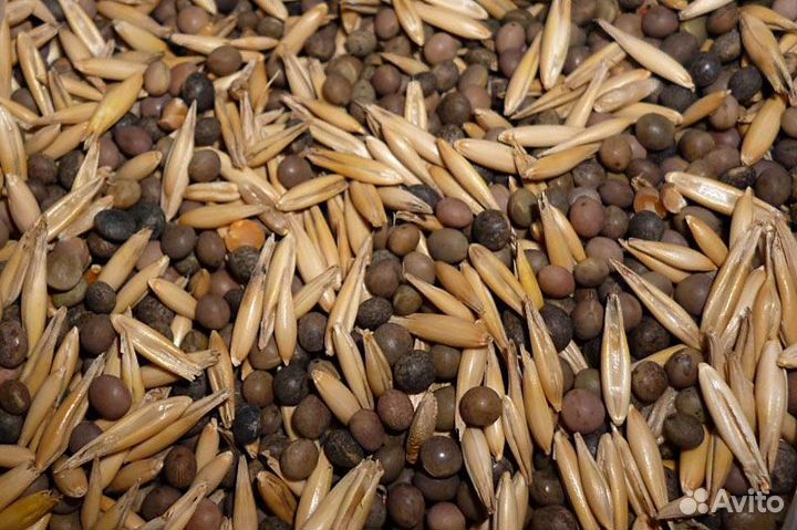 Вико-овес 50/50