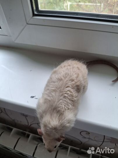 Крыса дамбо