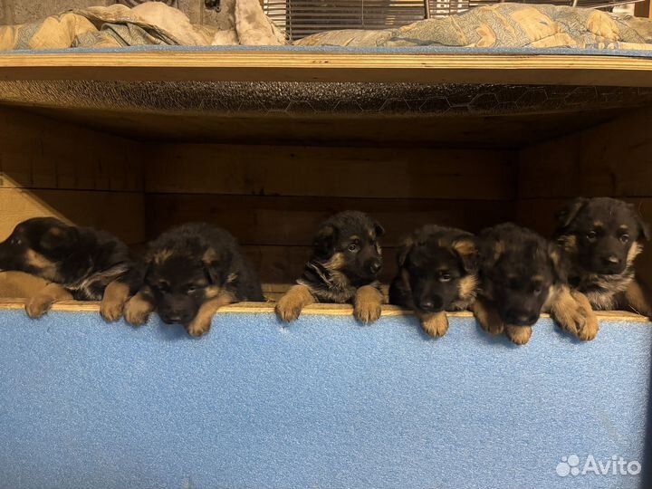 Щенки немецкой овчарки