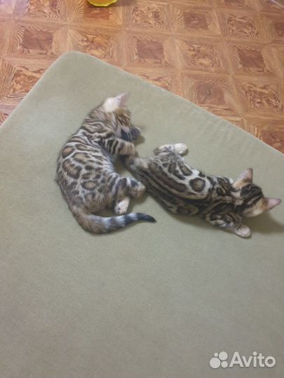 Бенгальские котята