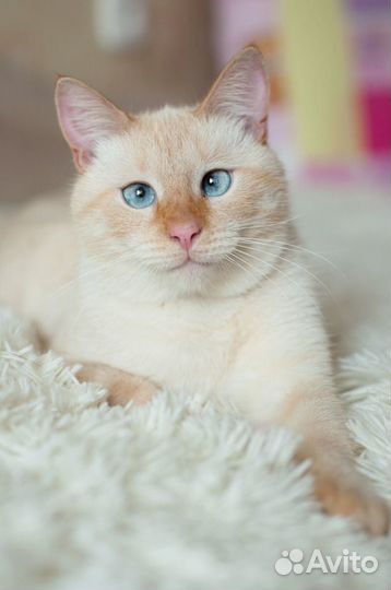 Персей - Крупный голубоглазый тайский котик в дар