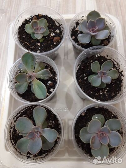 Суккуленты 1