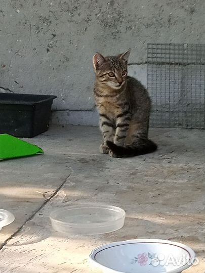 Катенок