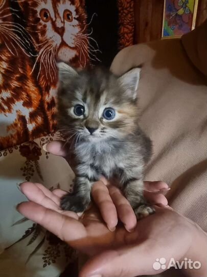 Кошка в дар бесплатно