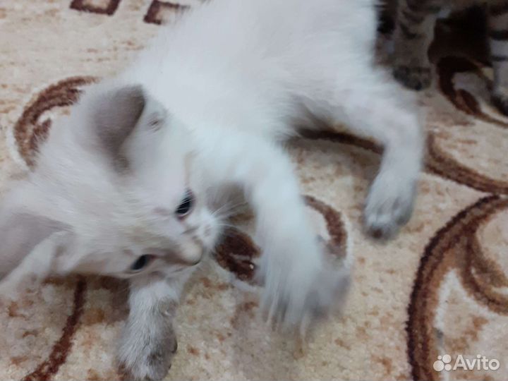 Кошка в дар бесплатно