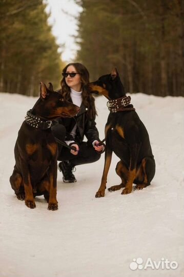 Фотосессия с двумя доберманами