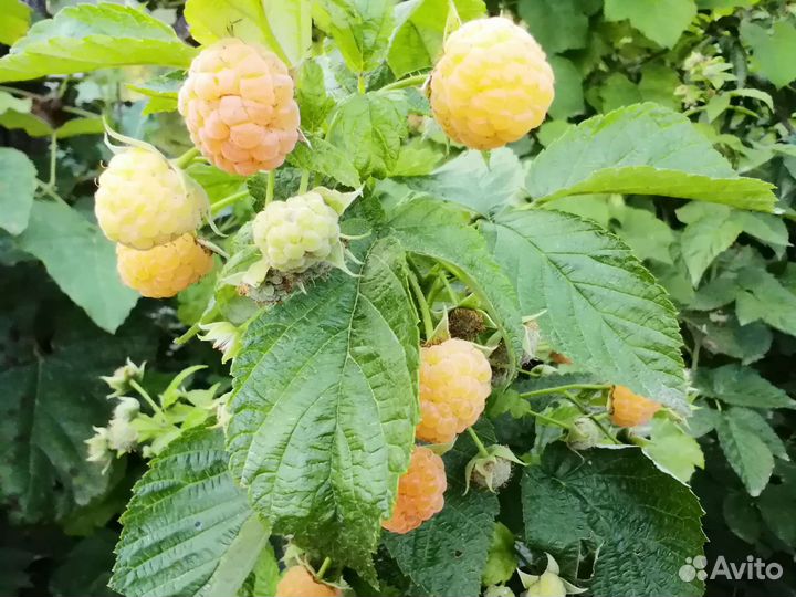 Малина жёлтая осенняя сорт порана росса