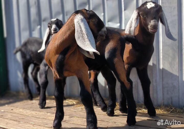 Англо нубийский козлик