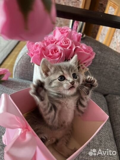 Котята в добрые руки даром