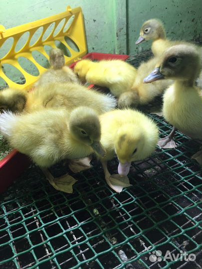 Гусята,индюшата,цыплята