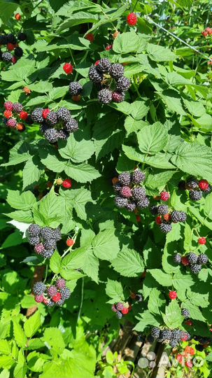 Черная малина Кумберленд