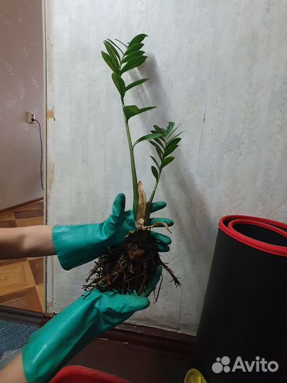 Замиокулькас цветы