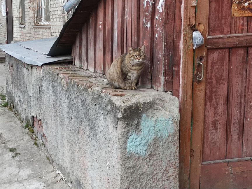 Кошкам нужен дом