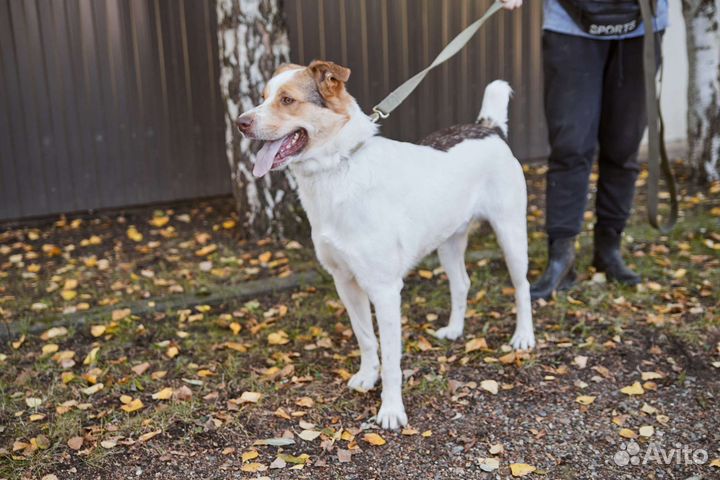 Пес Белочек ищет дом