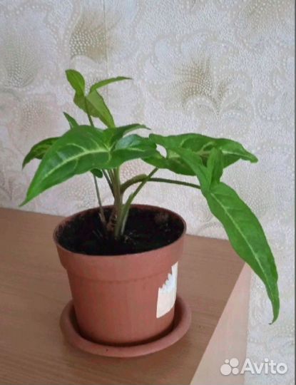 Филодендроны