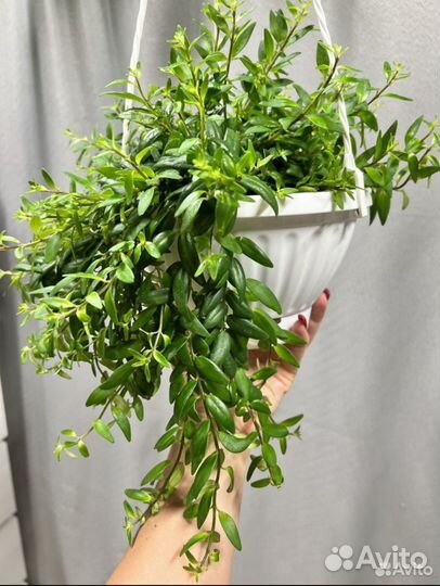 Комнатные растения цветы-эсхинантус